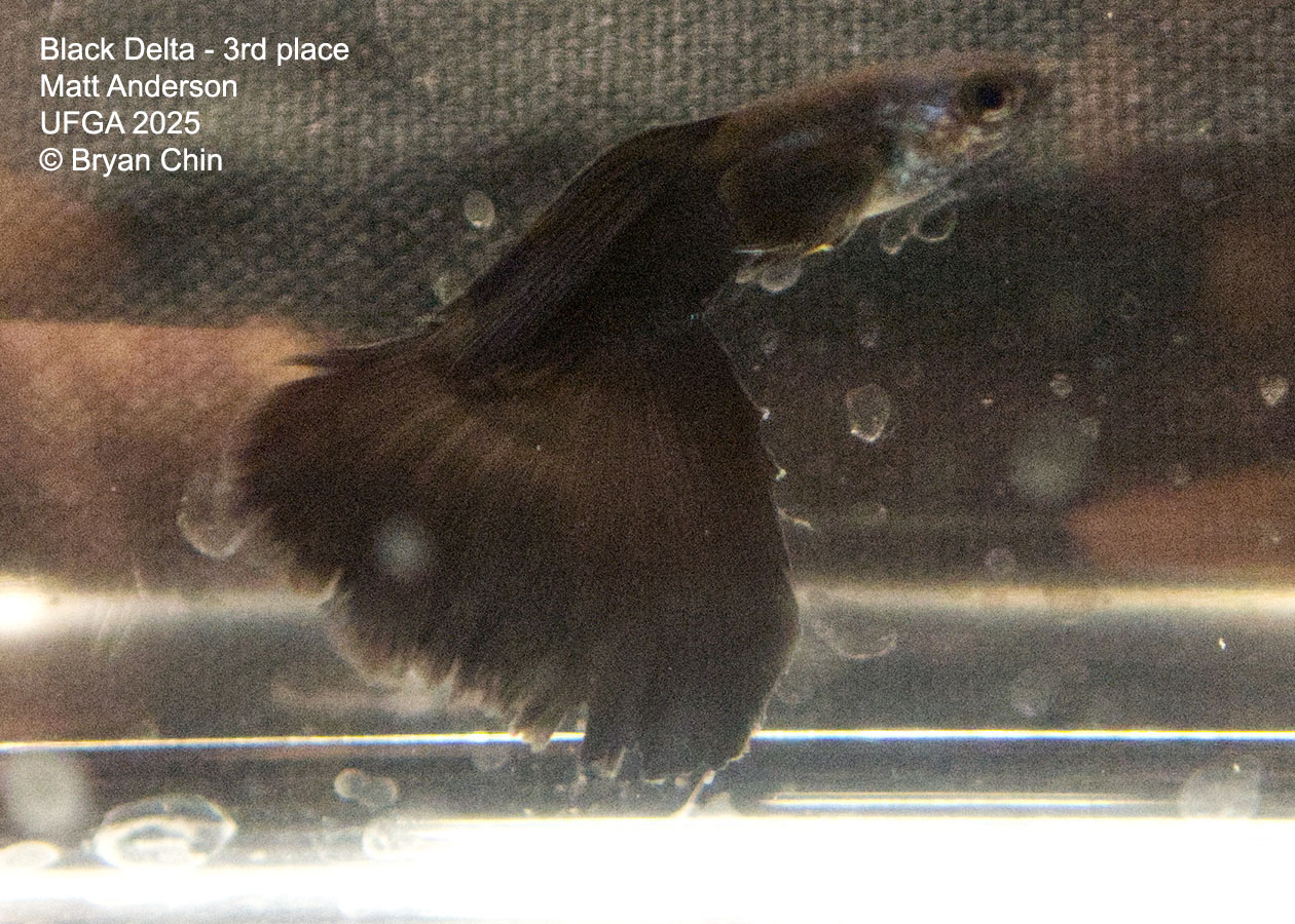 Guppy Black Moscow